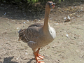 Thick-billed Bean Goose